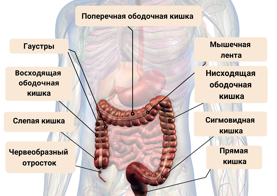 Где расположена сигмовидная. Ободочная кишка анатомия. Сигмовидная кишка анатомия. Ободочная кишка картинки. Кишечник человека картинки.